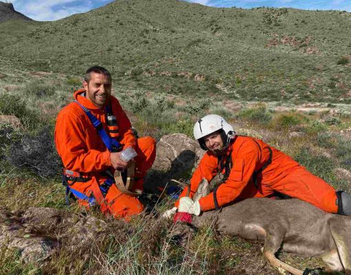 Researchers applying a collar to a mule deer in a mountainous setting.