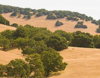 Sunlit hillside with oak trees in a dry landscape.