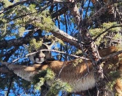 Cougar resting in a tree among evergreen branches.