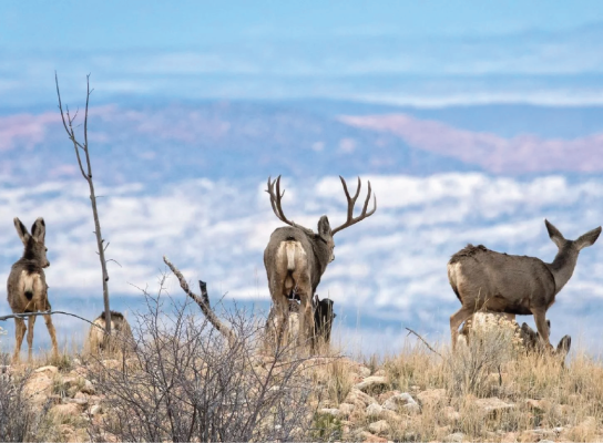 A group of mule deer on a hillside with mountains in the background.