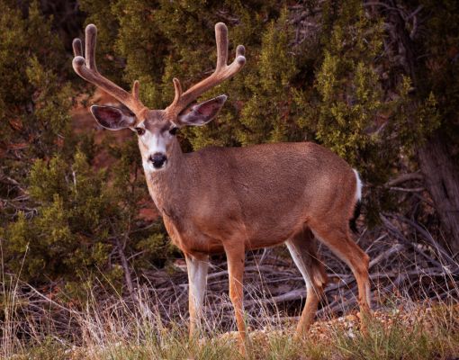 Mule deer buck standing in a forest clearing.