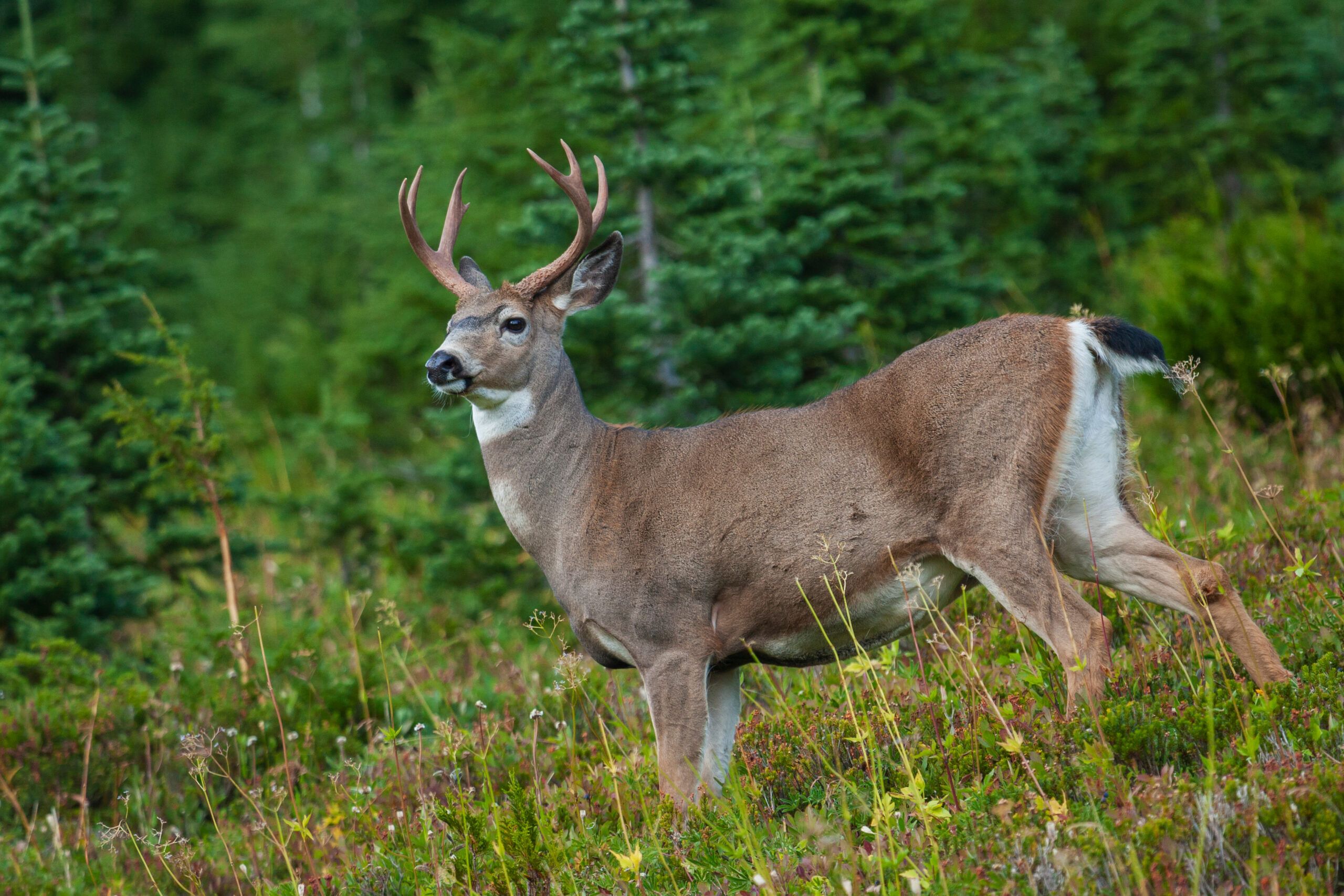 Black tailed deer buck walking through grassland.