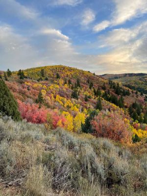 Colorful autumn foliage on a mountain hillside