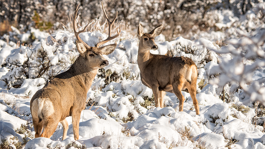 Mule deer buck and doe in a snowy landscape