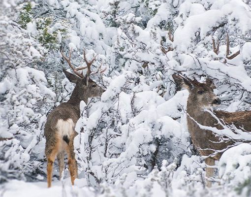 Two mule deer bucks in a snowy forest setting.