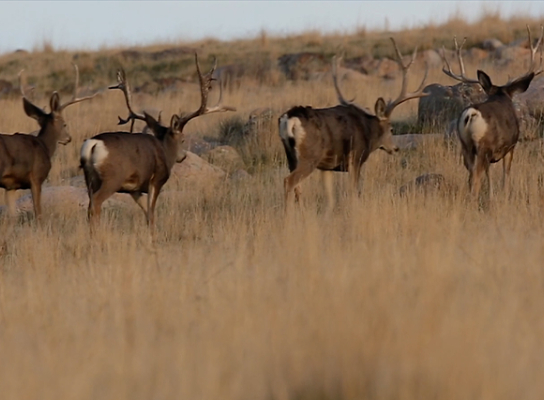 Two mule deer bucks walking in a grassy landscape.