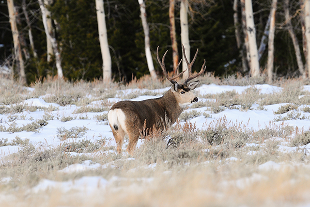 Mule deer buck standing in snowy landscape among aspen trees.