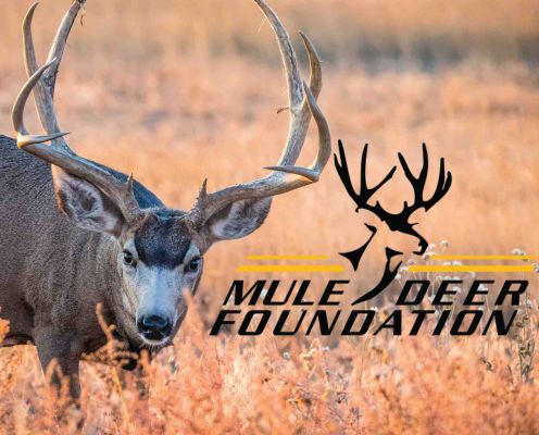 Mule deer buck in a grassy meadow