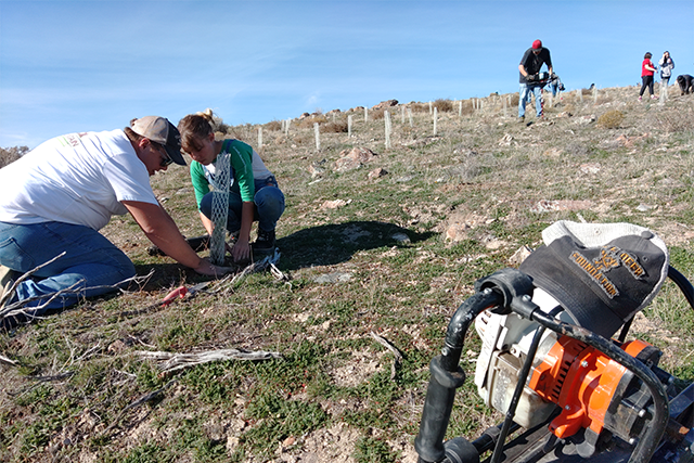 Volunteers engaged in habitat restoration planting seedlings.