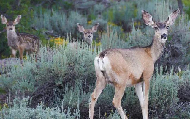 Mule deer family standing among sagebrush and flowers.