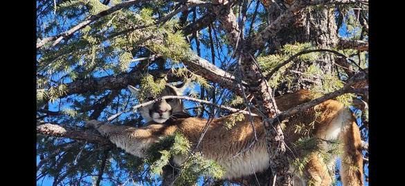 Cougar resting in a tree among evergreen branches.