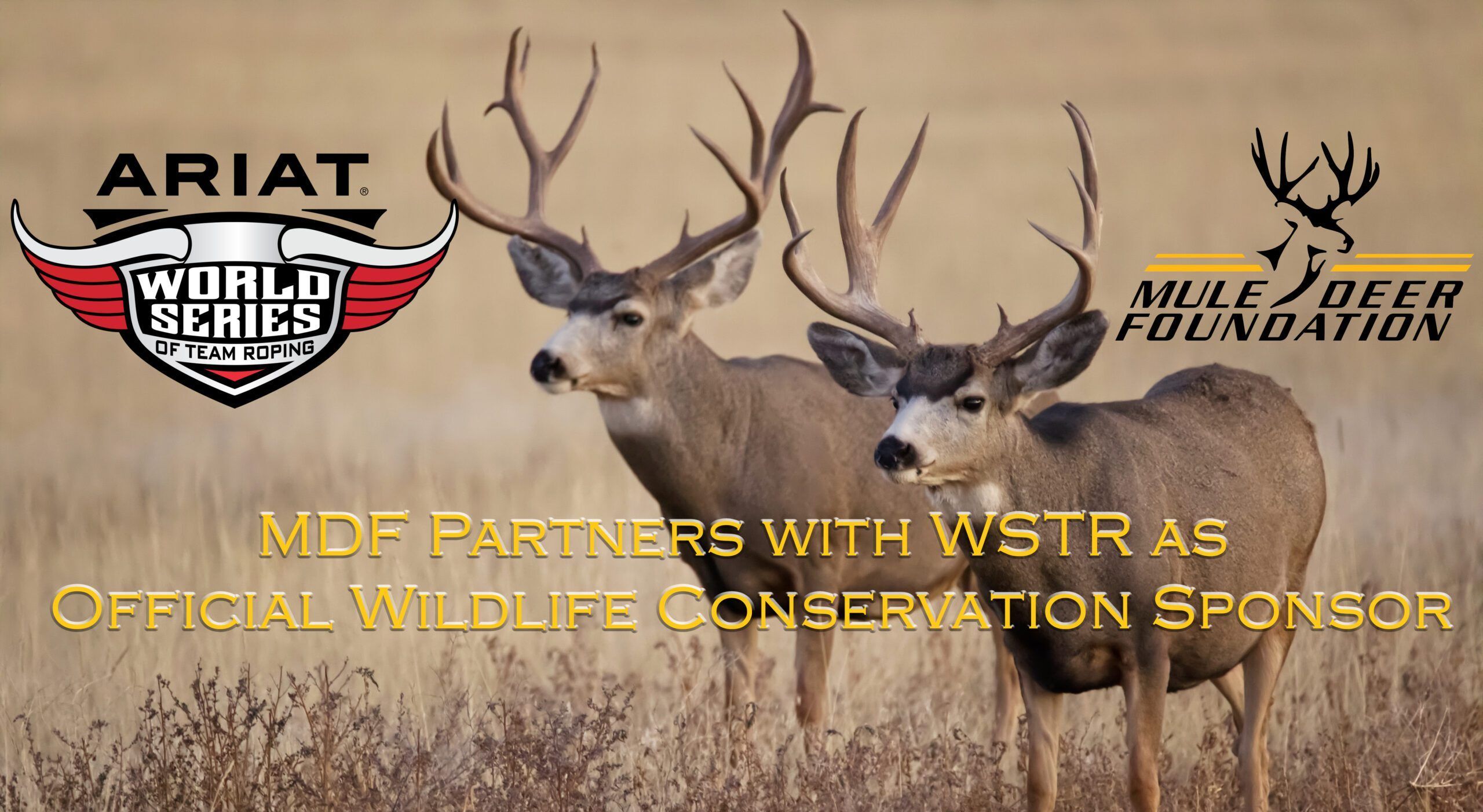 Two mule deer bucks standing in a meadow.