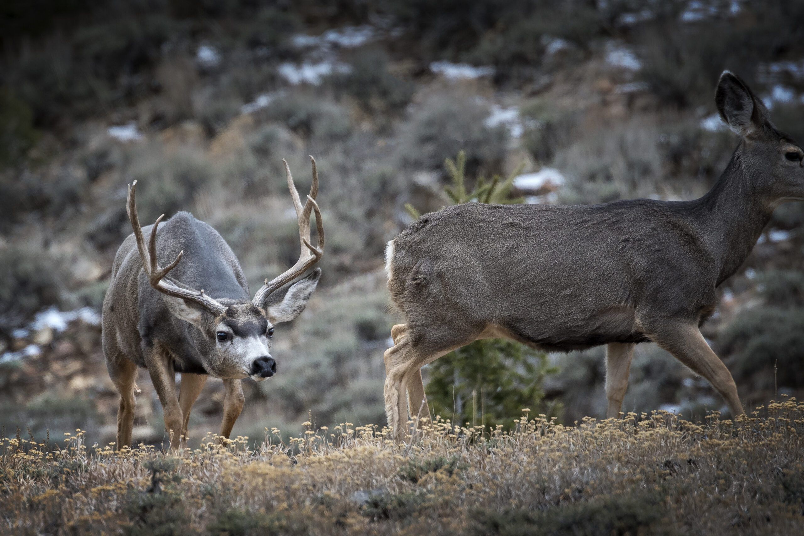 Mule deer buck and doe grazing in sagebrush habitat.