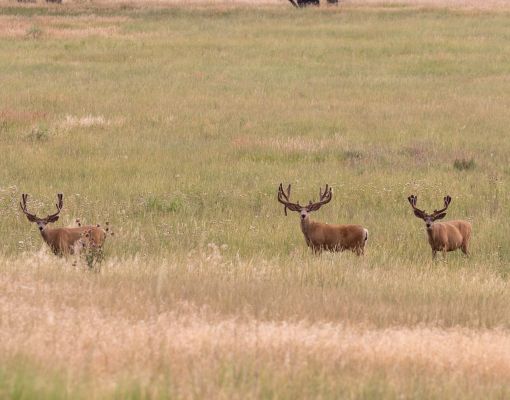 Three mule deer bucks grazing in a grassy meadow.