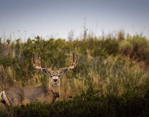 Mule deer buck standing in a grassy area with vegetation.