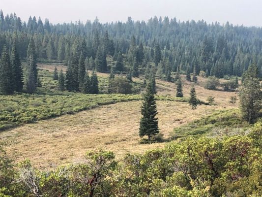 Meadow landscape in a coniferous forest with grazing area