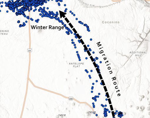 Map showing mule deer migration route and winter range in Coconino