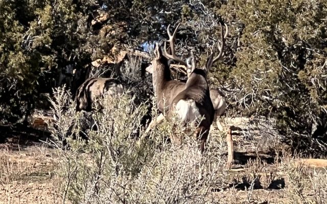 Mule deer buck standing in sagebrush habitat.