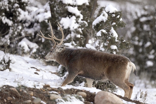 Mule deer buck walking in snowy surroundings.