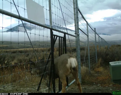 Mule deer near a fence in a mountainous region.