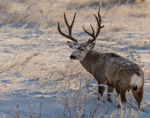 Mule deer buck standing in a snowy meadow
