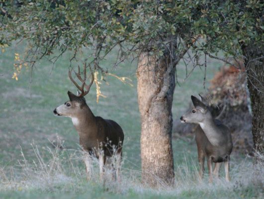 Mule deer buck and doe standing near trees in a meadow.