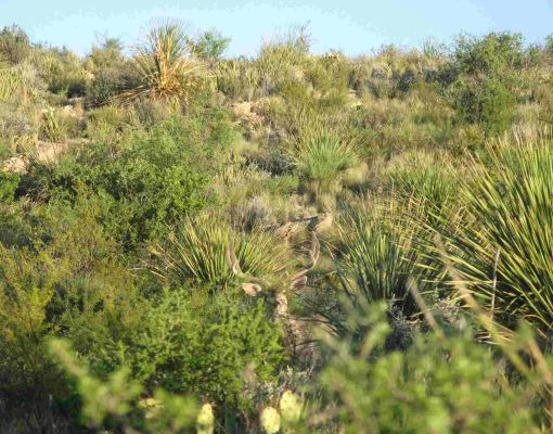 Mule deer buck camouflaged in desert shrubland habitat.