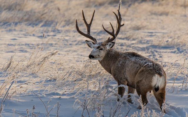 Mule deer buck standing in a snowy meadow