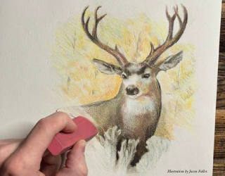 Image of a mule deer drawing that is being erased