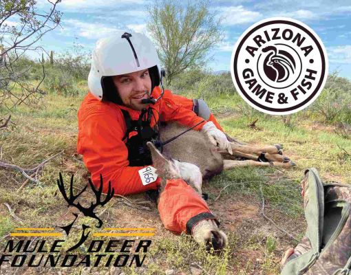Wildlife rehabilitation worker attending to a mule deer in Arizona.