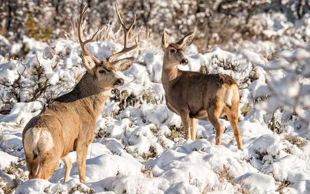 Mule deer buck and doe in a snowy landscape