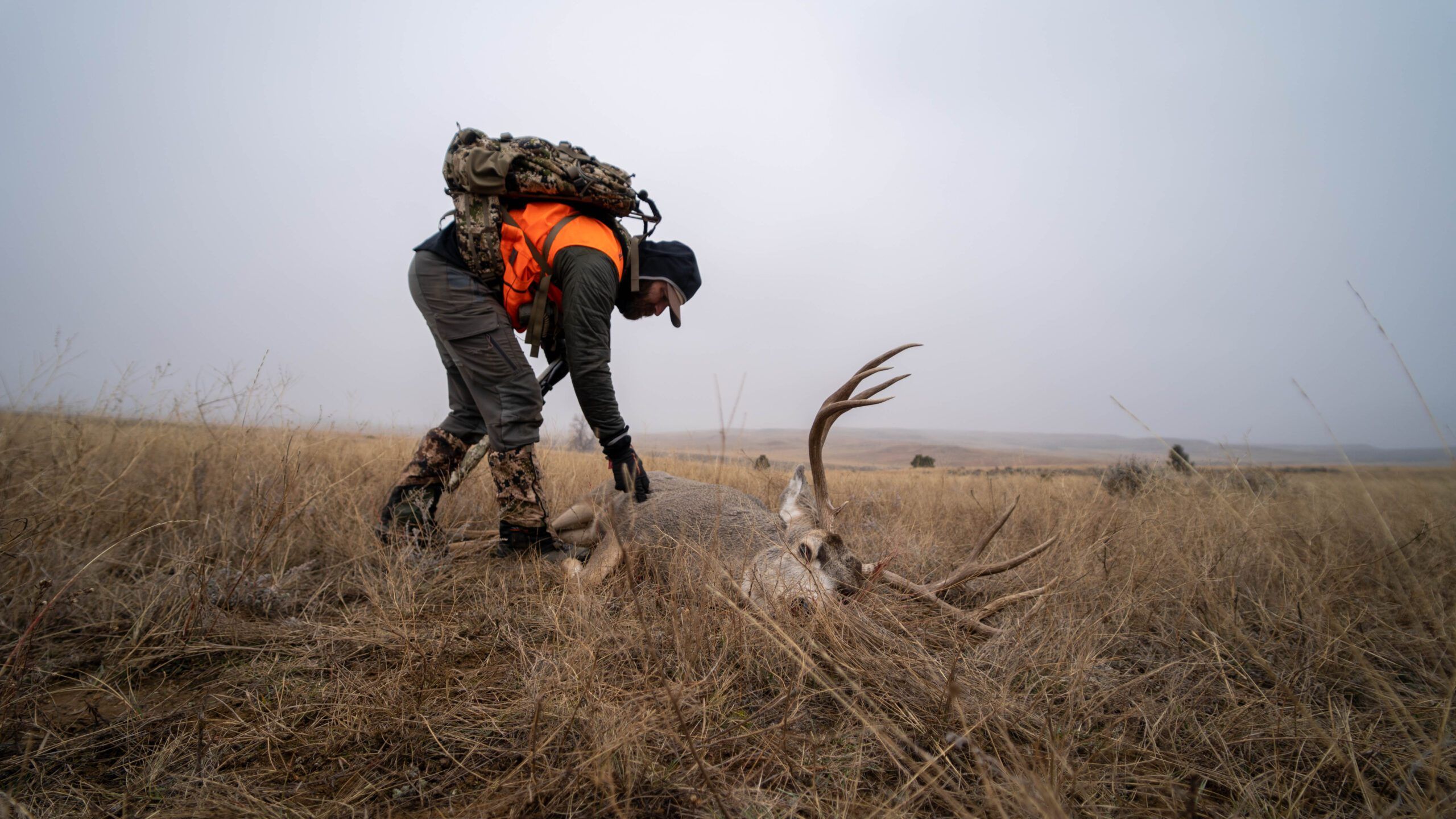 Hunter examining a mule deer in a grassland setting.