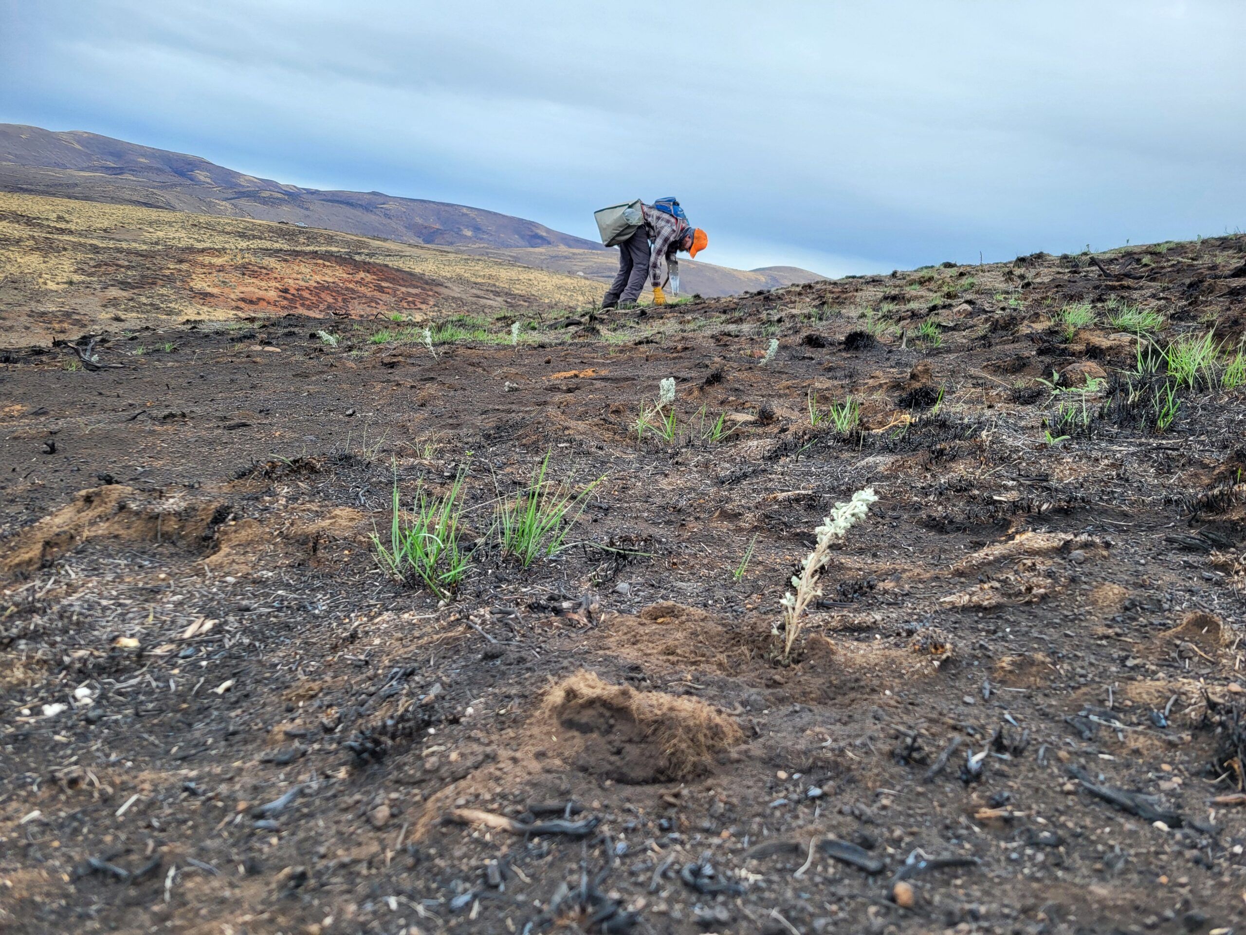 Volunteers engaged in habitat restoration in a burned area.