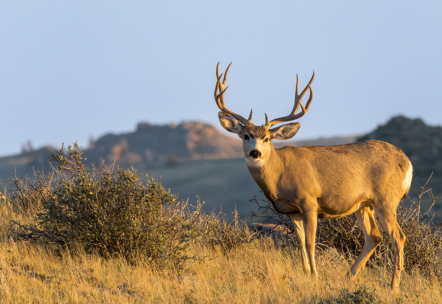 Mule deer buck standing in a grassy landscape during sunset.