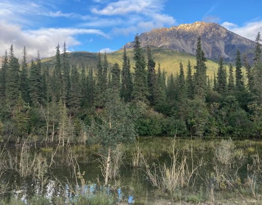 Mountain view with forest and water's edge under a blue sky.
