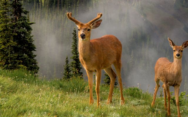 Mule deer buck and doe in a misty mountain meadow