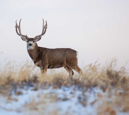 Mule deer buck standing in a snowy meadow