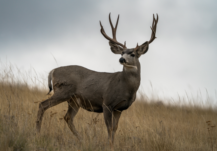 Mule deer buck standing in a grassy field with antlers