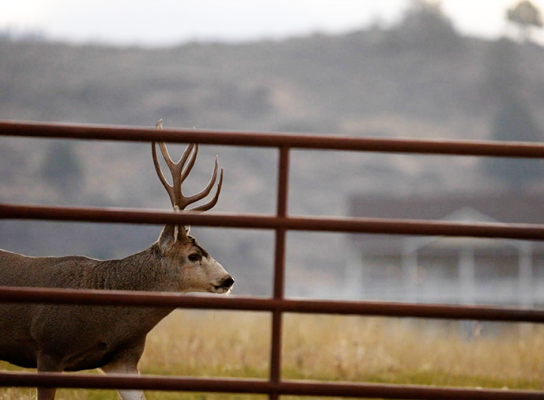 Mule deer buck walking near a fence in a meadow setting.