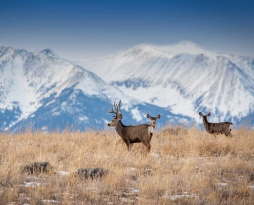 Mule deer bucks in a high mountain meadow with snow-capped peaks