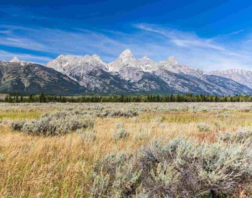 Sagebrush habitat in Grand Teton National Park with mountain backdrop.