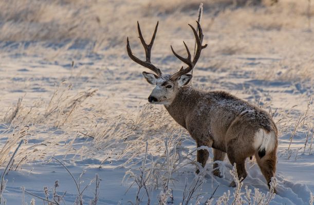 Mule deer buck standing in a snowy meadow
