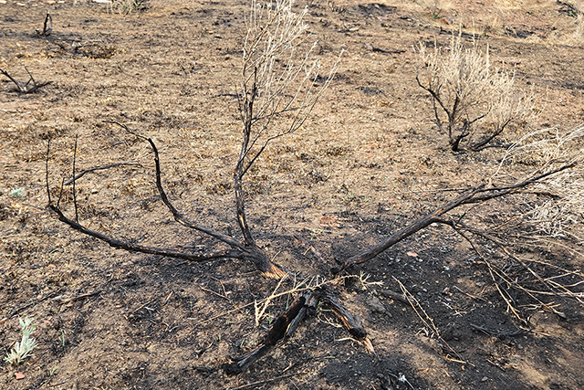 Burned vegetation in a wildfire recovery area