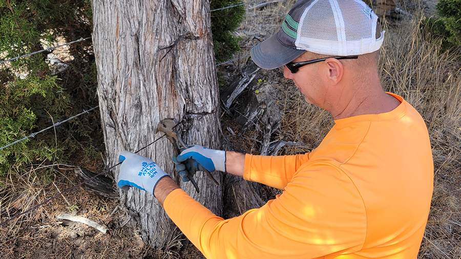 Volunteer maintaining a tree during habitat restoration efforts.