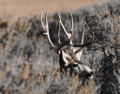 Mule deer buck in sagebrush habitat