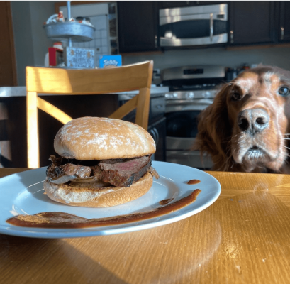 Dog watching a beef sandwich on a plate in a kitchen setting.