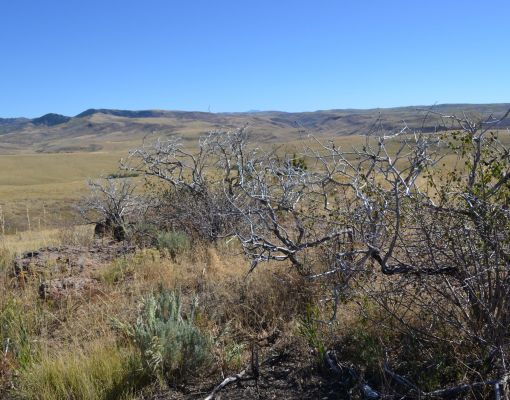 Sagebrush habitat in the Wyoming plains with dry grassland backdrop.