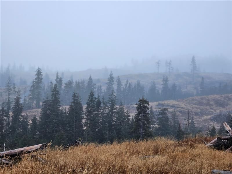 Misty forest landscape featuring conifer trees and dry grass.