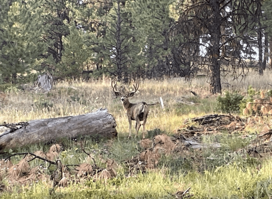Mule deer buck standing in a forested area.