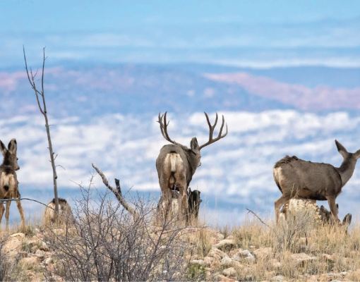 A group of mule deer on a hillside with mountains in the background.